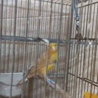 ماده قناری سهره