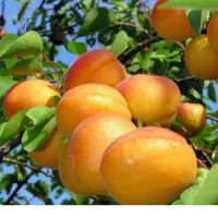 زردالو برای خشک کردن