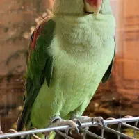 شاه طوطی ماده