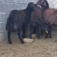 بره قوچ همو