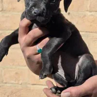 واگزاری توله پیت بول|سگ|اصفهان, همت‌آباد|دیوار