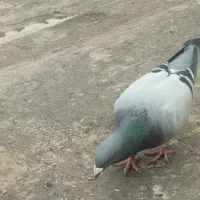 کبوتر پلاکی