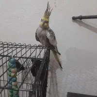 عروس هلندی|پرنده|فرح آباد, |دیوار