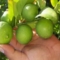 لیمو ترش داشتی با قیمت خوب برمیداریم+اجاره باغ