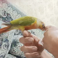 گرینچیک دستی