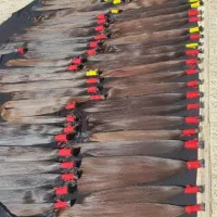 موهای بلند شما را به قیمت عالی خریدارم بدون واسطه|خدمات آرایشگری و زیبایی|اهواز, کوی رمضان|دیوار