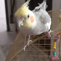 عروس هلندیم گم شده