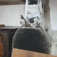 گرگی وسوگی فرکنم یکی نریکی ماده باشه