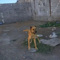 سگ سرابی|سگ|چهارباغ, |دیوار