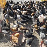 جوجه مرغ وخروس محلی