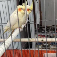 عروس هلندی