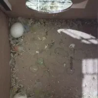 کوتوله برزیلی