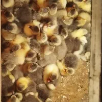 جوجه غازه سه روزه