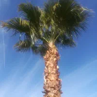 برق کشی ساختمان. لوله کشی آب ، حرص و برش درخت|خدمات پیشه و مهارت|شیراز, ستارخان|دیوار