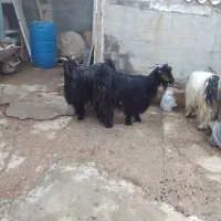 فروش ۴ راس بز جوان و چاق|حیوانات مزرعه|شوشتر, |دیوار