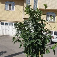 رهن-واجاره-واحدیک-خوابه-زیباشهر-تخلیه-فوری