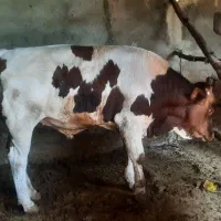 گوساله نر سیمنتال