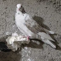 کبوتر مفت|پرنده|کازرون, |دیوار