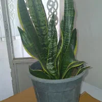 گل مناسب