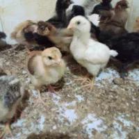 جوجه مرغ محلی