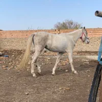 اسب ترکمن ۳ ساله