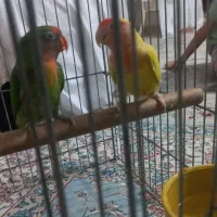 طوطی برزیلی  ۲ عدد