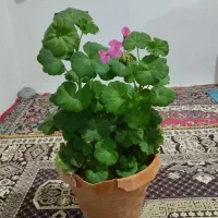 لیف واسکاج وگل شمعدانی