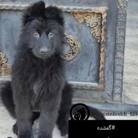 گمشده گمشده