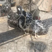 مرغ وخروس گلین|حیوانات مزرعه|قرچک, پویینک|دیوار