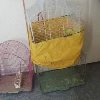 قفس