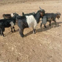 بزغاله نر داشتی