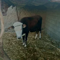 کوک بهای خوب