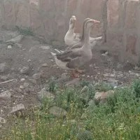 غا ز محلی