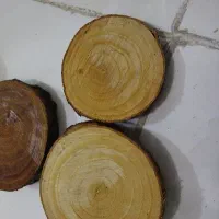 زیر دیگی یا زیر گلدانی تنه درخت