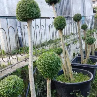 گل و گیاه لوکس|خدمات باغبانی و درختکاری|چابکسر, |دیوار