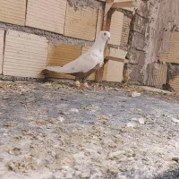 دم زرد و دم سرخ و دم سبز و دم تافتی|پرنده|شیراز, شهرک گلها|دیوار