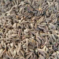 فروش زیره سبز|عمده‌فروشی|نیشابور, شهرک اندیشه|دیوار