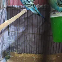 فروش مرغ عشق وفنج