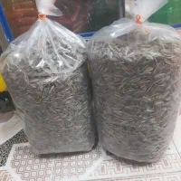 تخمه درجه ۱