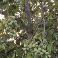 نهال مثمر گردو|خدمات باغبانی و درختکاری|سردشت, |دیوار