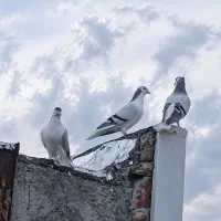 کفتر ساده مجسمه