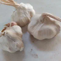 سیر