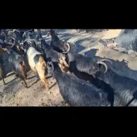 بوزگوشتی|حیوانات مزرعه|مریوان, |دیوار