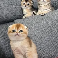 سه تا توله بریتیش اسکاتیش واگذاری