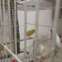 قناری نر و ماده|پرنده|قنوات, |دیوار