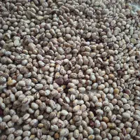 لوبیاچیتی کوشادمهرامسال