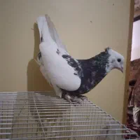 کفتر طوقی|پرنده|تربتحیدریه, اندیشه|دیوار