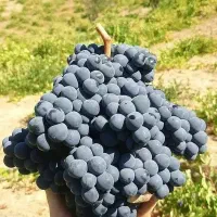 انگور سیاه دیم.تخت زنگی