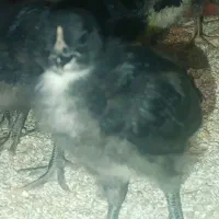 جوجه بلک استار اصل ۱۹ روزه