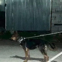 سگ ژرمن شیالو نر و ماده